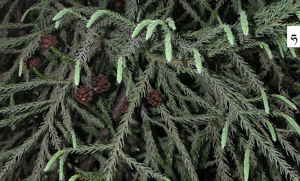 cryptomeria1 min