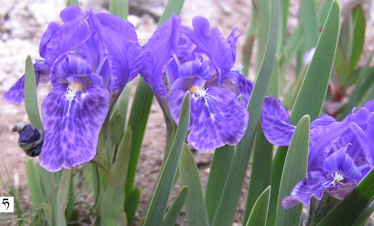 Rhaphidophora decursiva, Sikkim, Indie, maj iridaceae