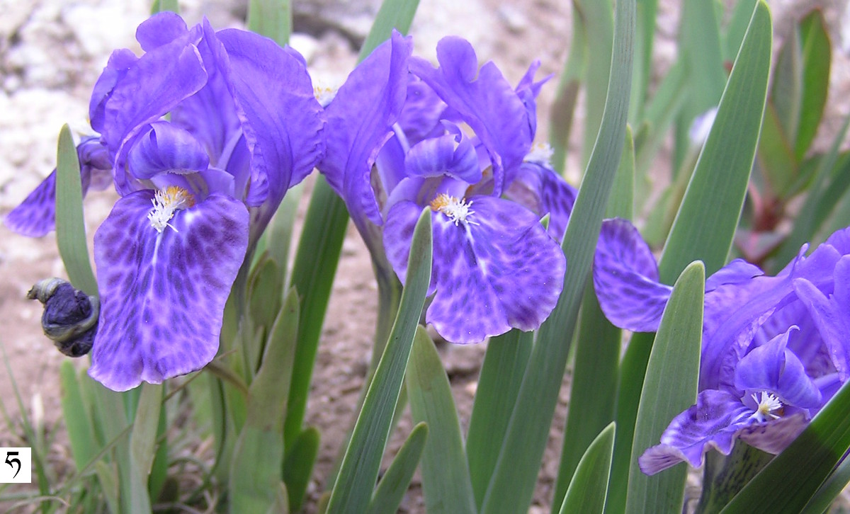 iridaceae