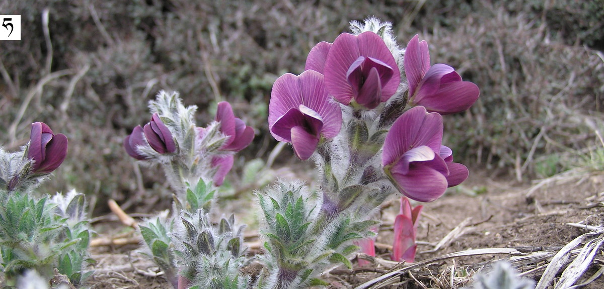 Rhaphidophora decursiva, Sikkim, Indie, maj motylkowate