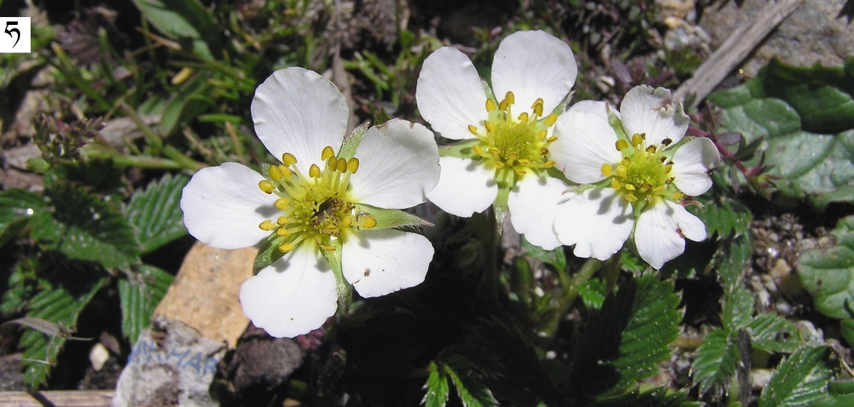 ranunculaceae jaskrowate