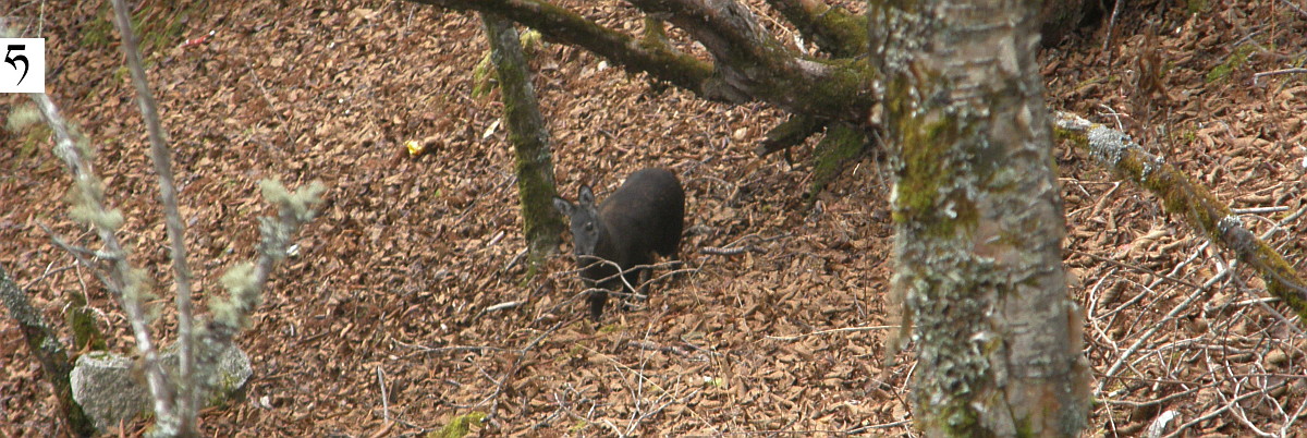 piżmowiec himalajski