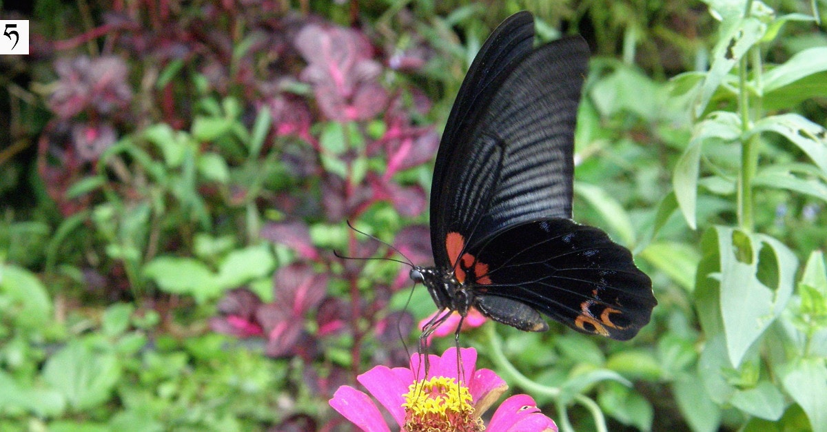 Papiliomemnonagenor1 min