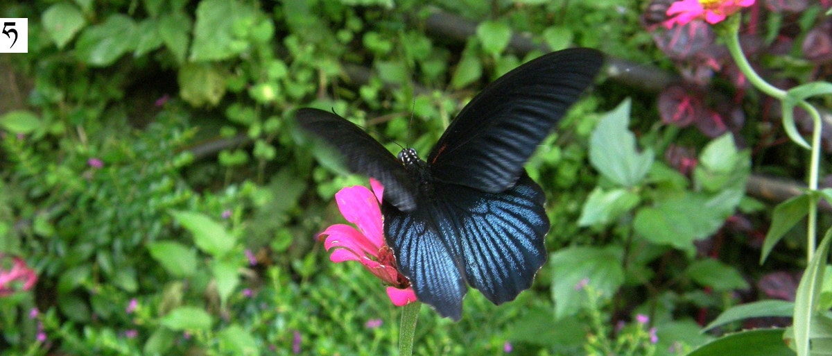 Papilio memnon agenor