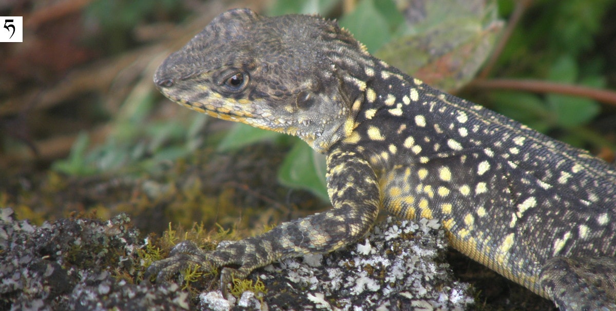 laudakia tuberculata