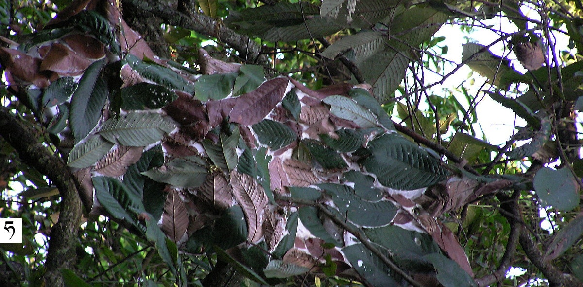 Oecophylla smaragdina