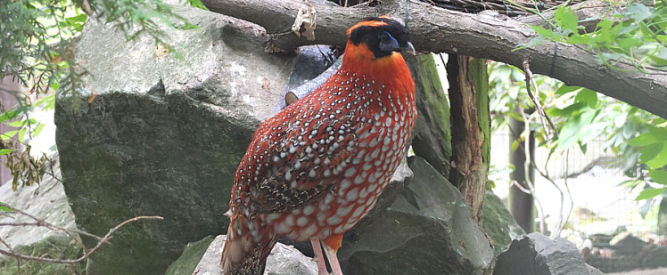 tragopan-satyr