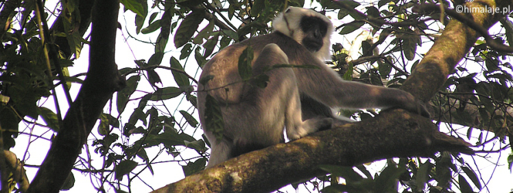 langur-szary-nepalski