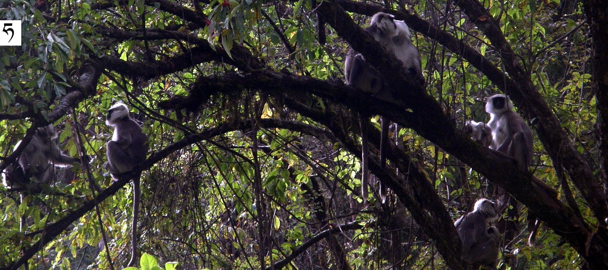 langur